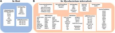 Advances in computational frameworks in the fight against TB: The way forward